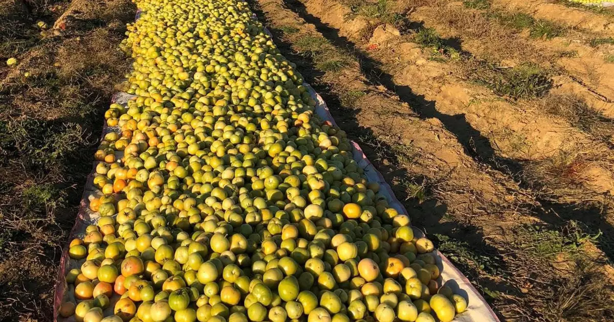 Ürünleri kurtarmak için güneşe serdiler, kilosunu 20 liradan satıyorlar