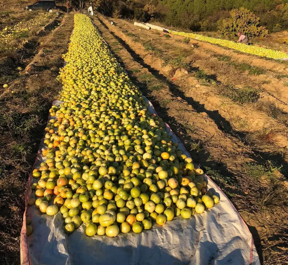 Ürünleri kurtarmak için güneşe serdiler, kilosunu 20 liradan satıyorlar