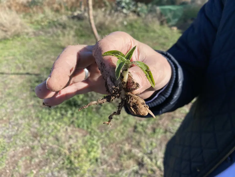 Kış aylarında tüketimi artıyor ama doğada toplanması yasak
