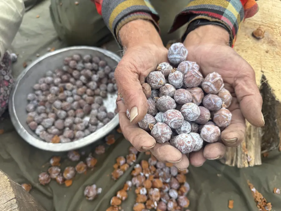 8 saat boyunca kızgın ateşte kaynatılıyor. Köylünün geçim kaynağı oldu, kilosu 500 liraya satılıyor
