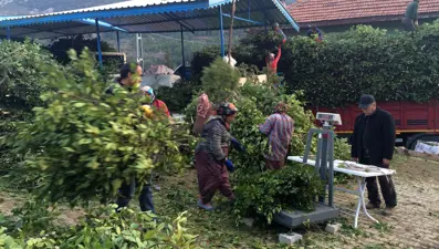 25 lira, bir köyün geçim kaynağı. İlaç, gıda, kimya, boya ve kozmetik sektöründe kullanılıyor