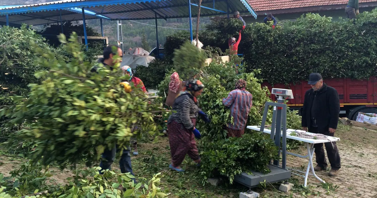 25 lira, bir köyün geçim kaynağı. İlaç, gıda, kimya, boya ve kozmetik sektöründe kullanılıyor