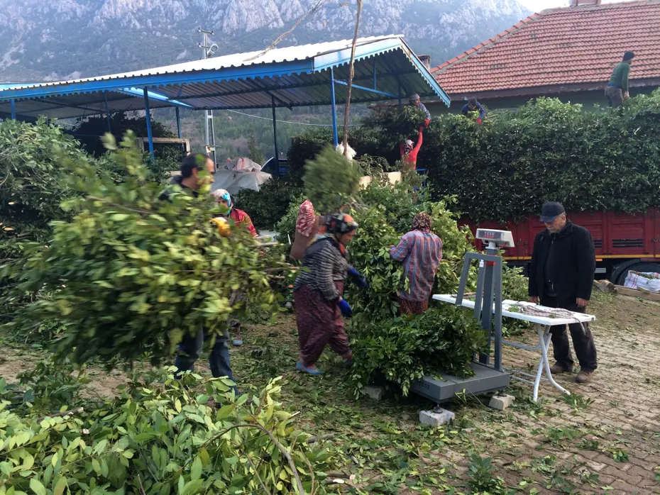 25 lira, bir köyün geçim kaynağı. İlaç, gıda, kimya, boya ve kozmetik sektöründe kullanılıyor