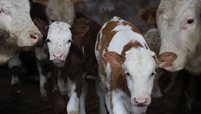 Çifte mutluluk yaşadılar. İkiz buzağı sevinci