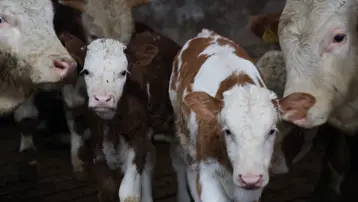 Çifte mutluluk yaşadılar. İkiz buzağı sevinci