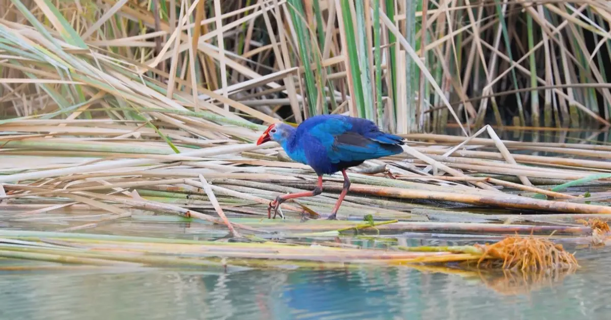 Dünyada çok nadir görülüyor. Saatler süren bekleyişin ardından Mersin'de fotoğraflandı