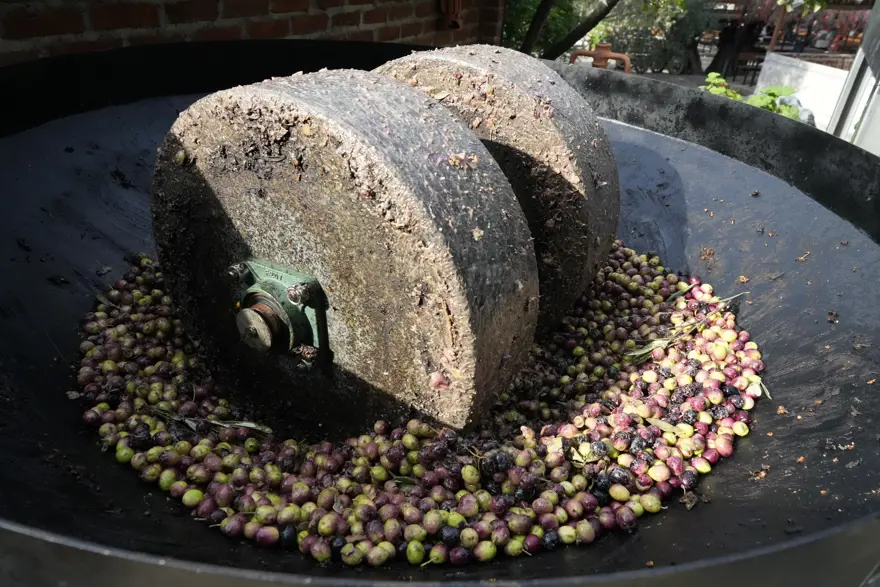 "ZEYTİN ÇEKİRDEĞİ VE YAPRAĞIYLA BİRLİKTE ÖĞÜTÜLMELİ" 2 "ZEYTİN ÇEKİRDEĞİ VE YAPRAĞIYLA BİRLİKTE ÖĞÜTÜLMELİ" 2