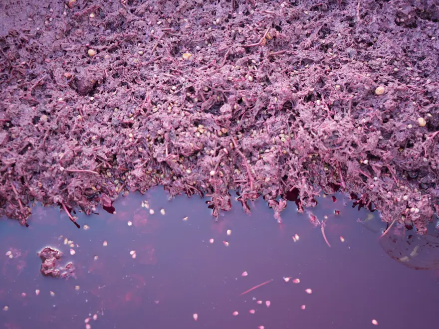 Karadeniz sahillerinde yetişiyor, kanser hastalarının favori meyvesi oldu 1