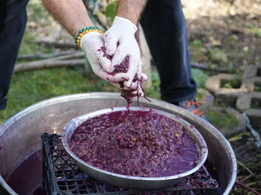 Karadeniz sahillerinde yetişiyor, kanser hastalarının favori meyvesi oldu 3