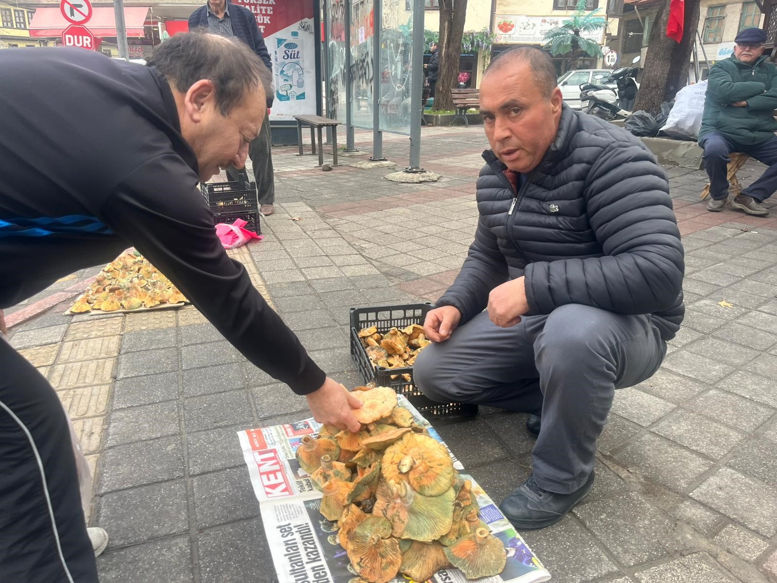 Dağ dağ gezip toplanıyor. Fiyatı ucuzladı, 400 liraydı şimdi 150 lira