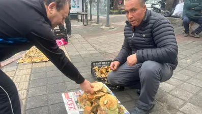 Dağ dağ gezip toplanıyor. Fiyatı ucuzladı, 400 liraydı şimdi 150 lira