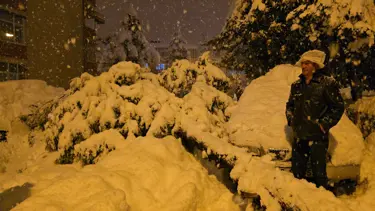 Çam ağacı araçların üzerine devrildi