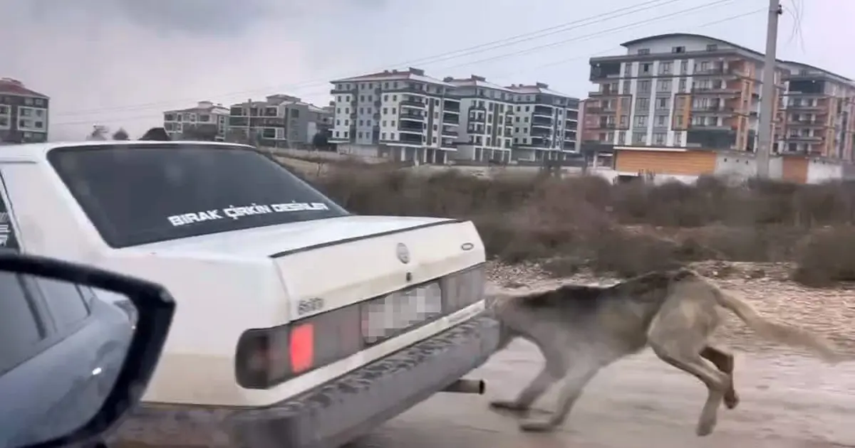 Köpeği aracın arkasına bağlayarak eziyet etti