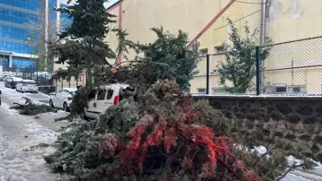 Kökünden sökülen ağaç park halindeki aracın üzerine devrildi