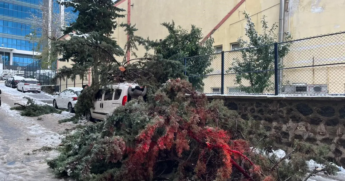 Kökünden sökülen ağaç park halindeki aracın üzerine devrildi