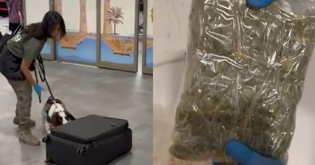 Yolcunun valizinden uyuşturucu çıktı. Mısır gevrekleri kutularına gizlemiş