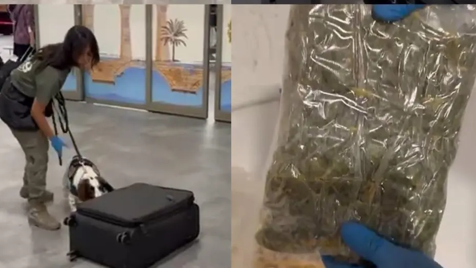Yolcunun valizinden uyuşturucu çıktı. Mısır gevrekleri kutularına gizlemiş