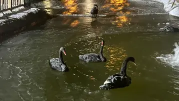 Ankara eksi 11 dereceyi gördü, Kuğulu Park buz tuttu

