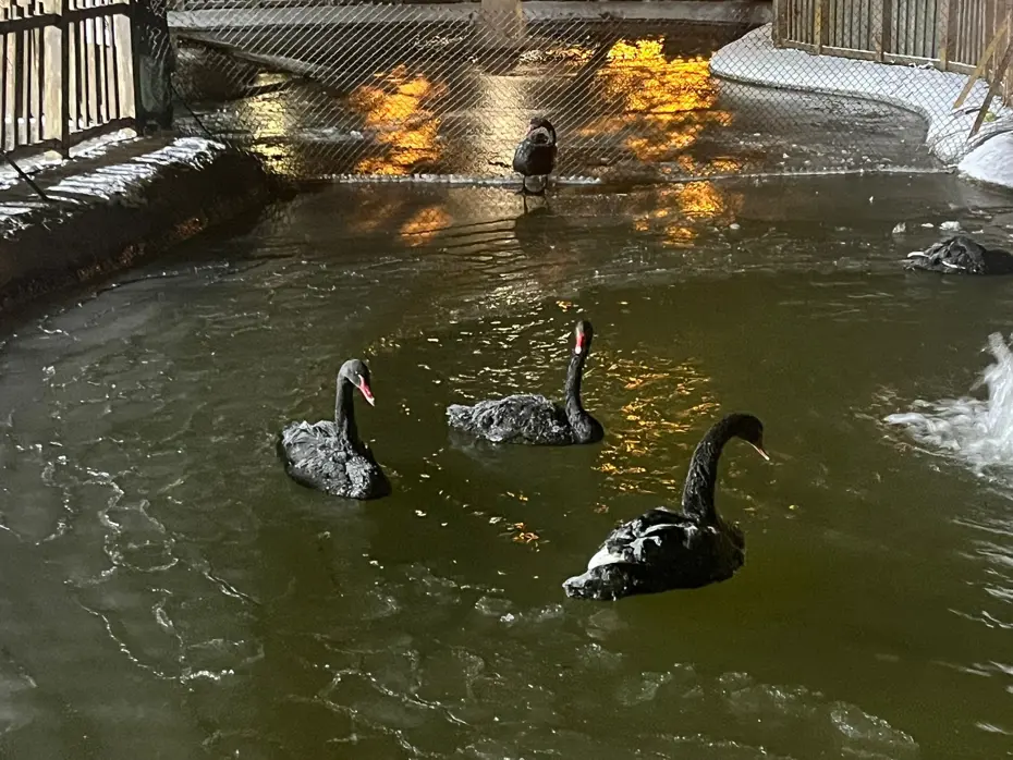 Ankara eksi 11 dereceyi gördü, Kuğulu Park buz tuttu