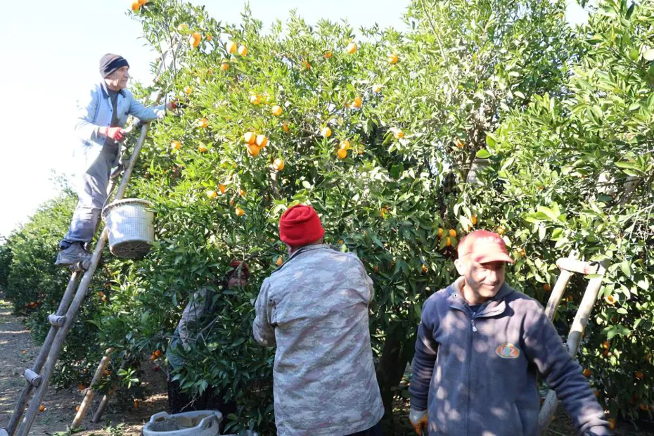 Buz gibi havada hasat başladı. Bahçede kilosu 10 lira