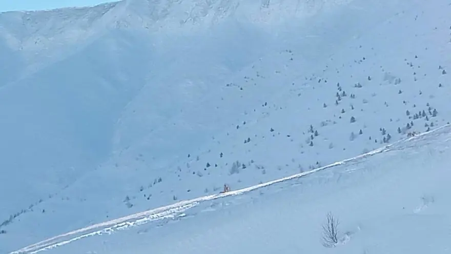 Çığ felaketinde üçüncü gün. Kayıp çoban aranıyor 3