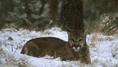 ABD'de dağda yürüyüş yapan kadın puma saldırısında öldü