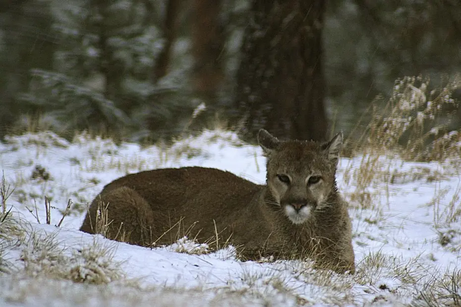 ABD’de dağda yürüyüş yapan kadın puma saldırısında öldü