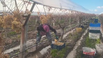Dalından koparıp satmaya başladı. Kral sofralarını süslüyor, eksi 7'de hasat