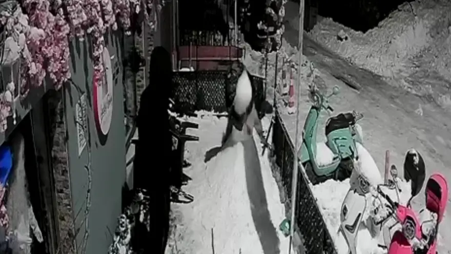 Kardan adamı dövdüler. "Bana çarptı" deyince arkadaşı tekme tokat parçaladı Kardan adamı dövdüler. "Bana çarptı" deyince arkadaşı tekme tokat parçaladı