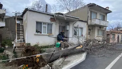 Fırtına ağacı kökünden söktü