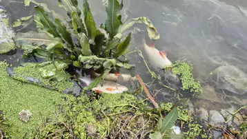 İrili ufaklı çok sayıda kıyıya vurdu, martılar yedi. Kötü kokudan durulmuyor