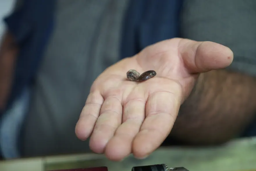 Kehribar taşının içinde tesadüfen buldu ''Daha önce hiç rastlamadığım bir şey'' 3