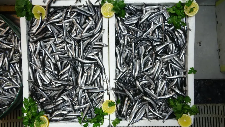 Belçika, Fransa ve Almanya'ya gönderiliyor. Türkiye'de ihracatta ilk sırada 