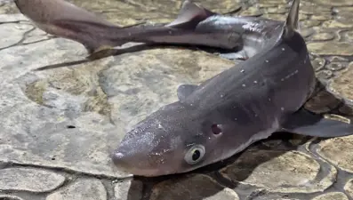 Karadeniz'de ağlara takıldı, balıkçılar isyan etti