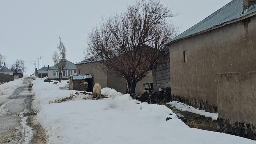 İlçe merkezine 33 kilometrede kuduz alarmı. Bir köy karantinada, giriş çıkışlar yasaklandı 2