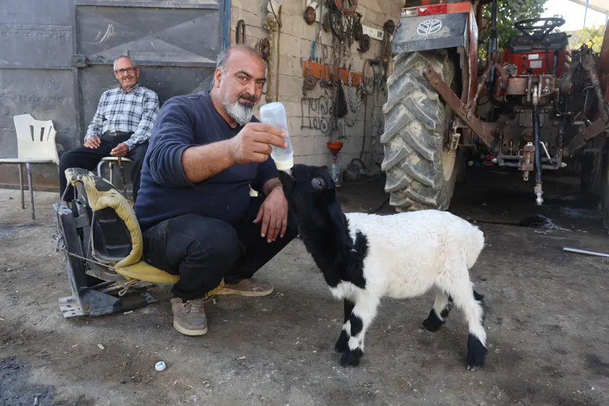 Amca ve yeğen annesi olmayan "Karabaş"ı sahiplendi, yanlarından ayırmıyorlar biberonla besliyorlar 