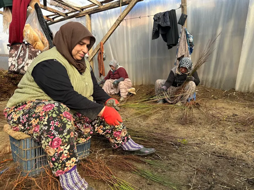 15 YILDA AZERBAYCAN'A MİLYONLARA FİDAN GÖNDERİLDİ 3