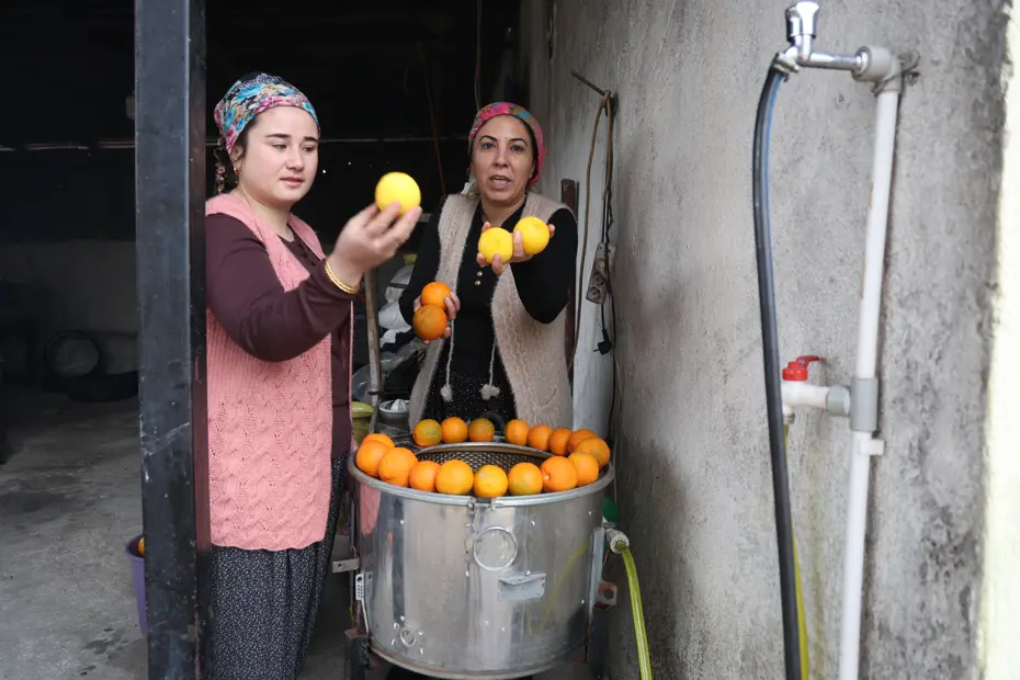 Tarlada para etmiyor ama sağlığa birçok faydası var. 4 gün boyunca suda bekletiliyor