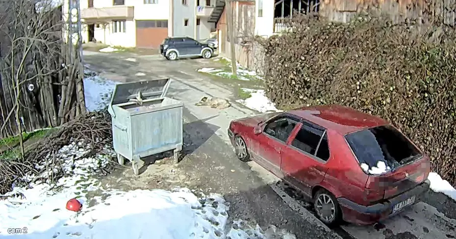 Yolda yatan köpeği ezip, yoluna devam etti