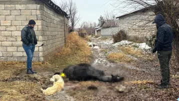 Erzincan'da at ve eşek tüfekle katledildi