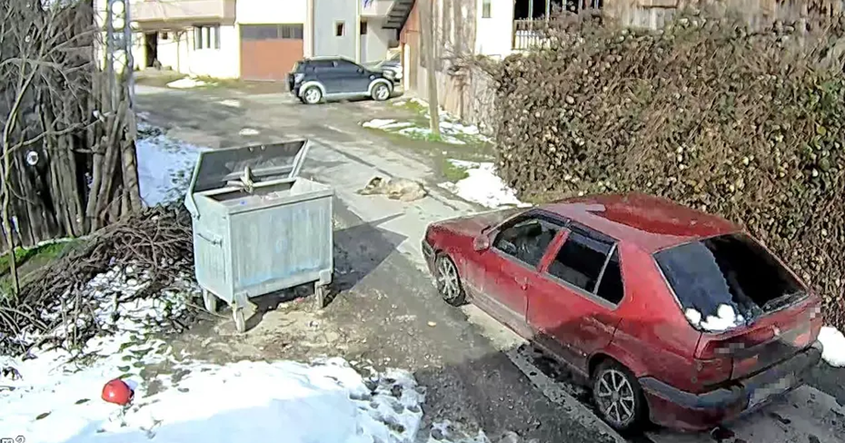 Bolu'da ezilen köpeğin röntgeninden 400'e yakın saçma çıktı