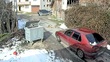 Bolu'da ezilen köpeğin röntgeninden 400'e yakın saçma çıktı