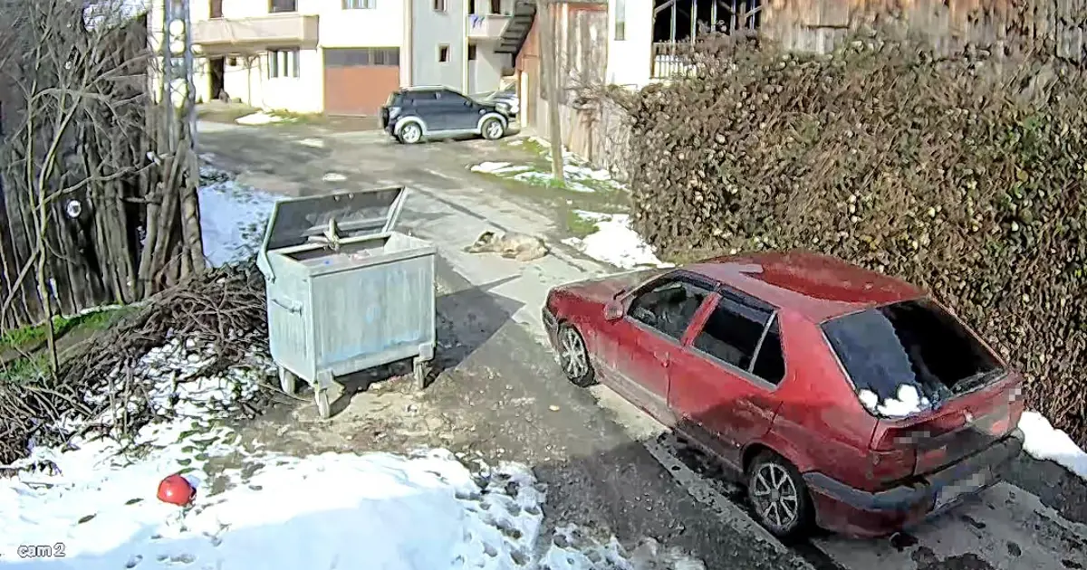 Köpeği ezip yoluna devam etti