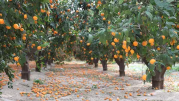 "Gelin bedava toplayın" denildi ama alan çıkmadı. Toprak turuncuya döndü