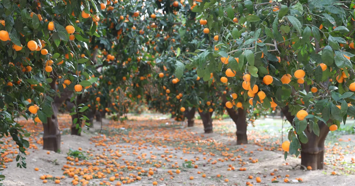 "Gelin bedava toplayın" denildi ama alan çıkmadı. Toprak turuncuya döndü