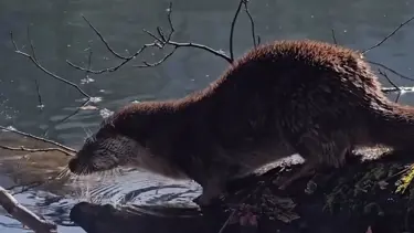 Nesli tükenme tehlikesi altında. Bolu'da görüldü