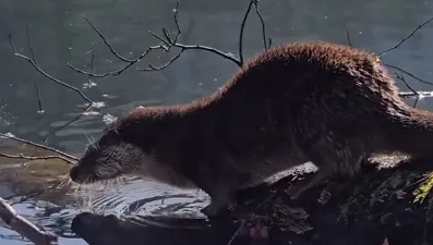 Nesli tükenme tehlikesi altında. Bolu'da görüldü