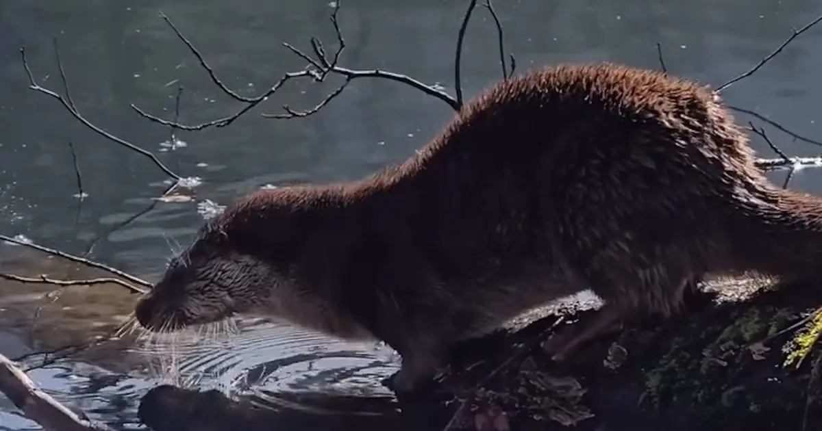 Nesli tükenme tehlikesi altında. Bolu'da görüldü