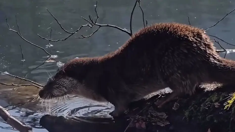 Nesli tükenme tehlikesi altında. Bolu'da görüldü
