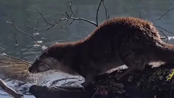 Nesli tükenme tehlikesi altında. Bolu'da görüldü